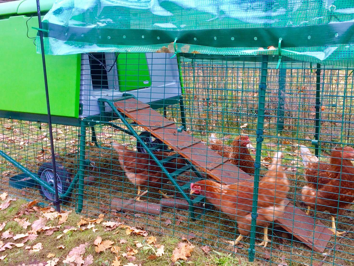 Ein neues Zuhause für die Kita-Hühner